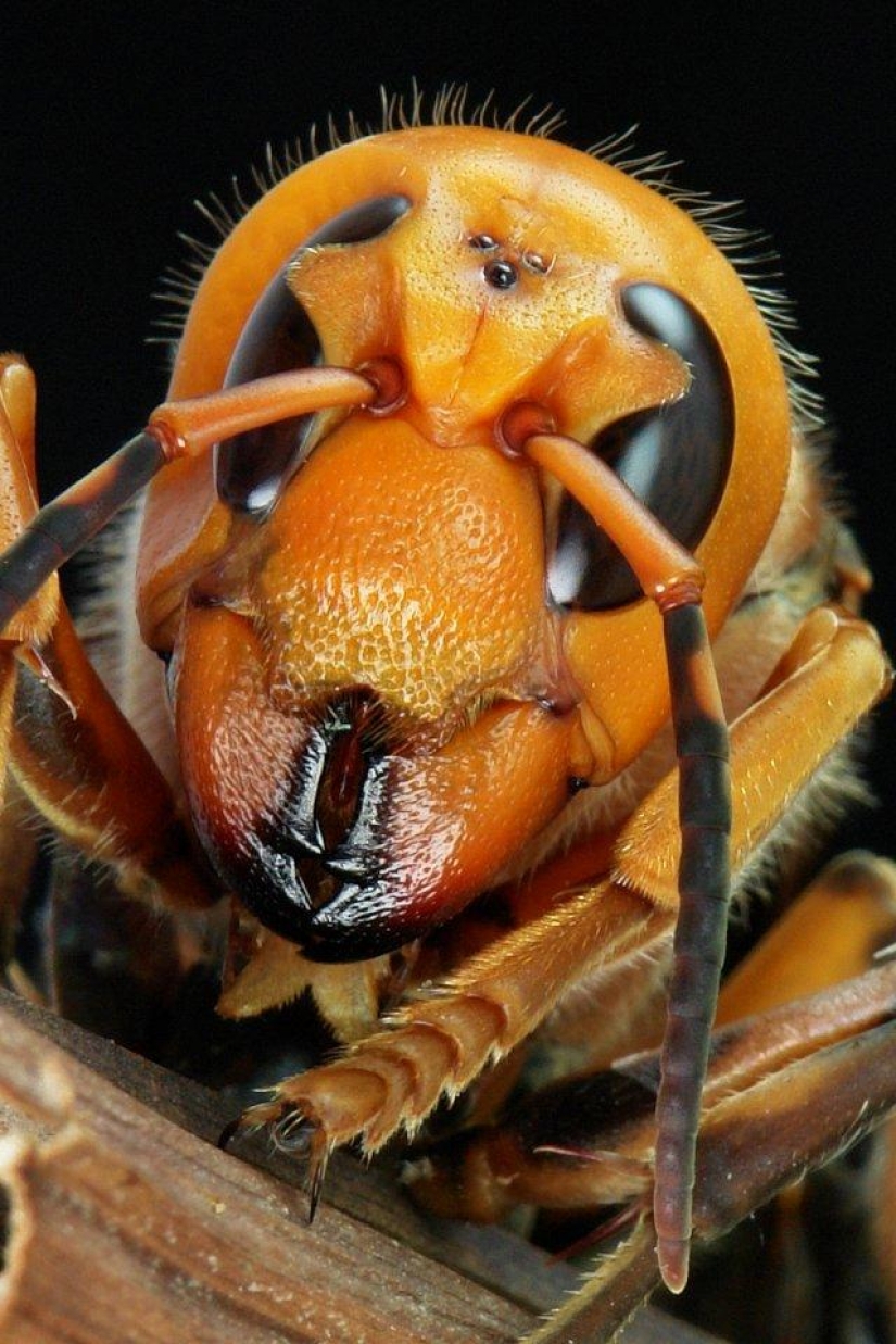 El 25 la mayoría de los insectos peligrosos del planeta