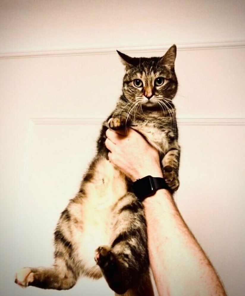 El Actor Ricky Gervais pensado para llevar al gato a la sobreexposición, pero ella cambió sus planes