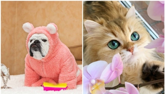 El cálculo de las ganancias de los mejor pagados Mascotas de Instagram?