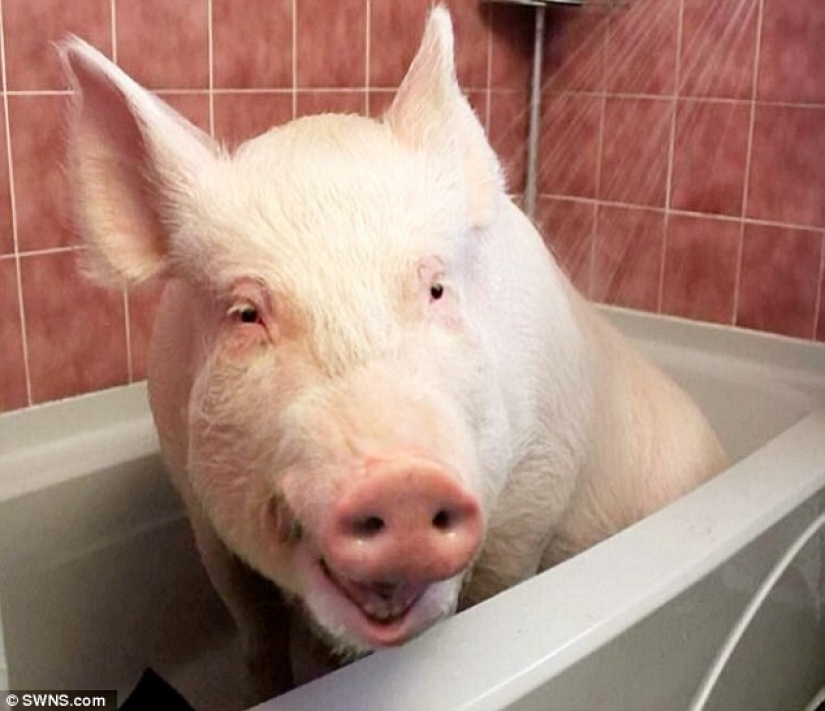 "El enano", de cerdo aumentó a 300 libras, obligando a los propietarios para comprar una casa nueva