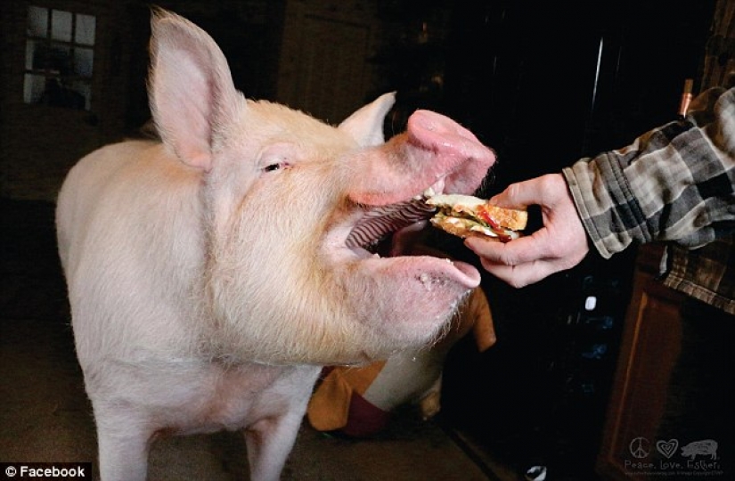 "El enano", de cerdo aumentó a 300 libras, obligando a los propietarios para comprar una casa nueva