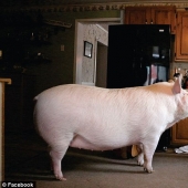 "El enano", de cerdo aumentó a 300 libras, obligando a los propietarios para comprar una casa nueva