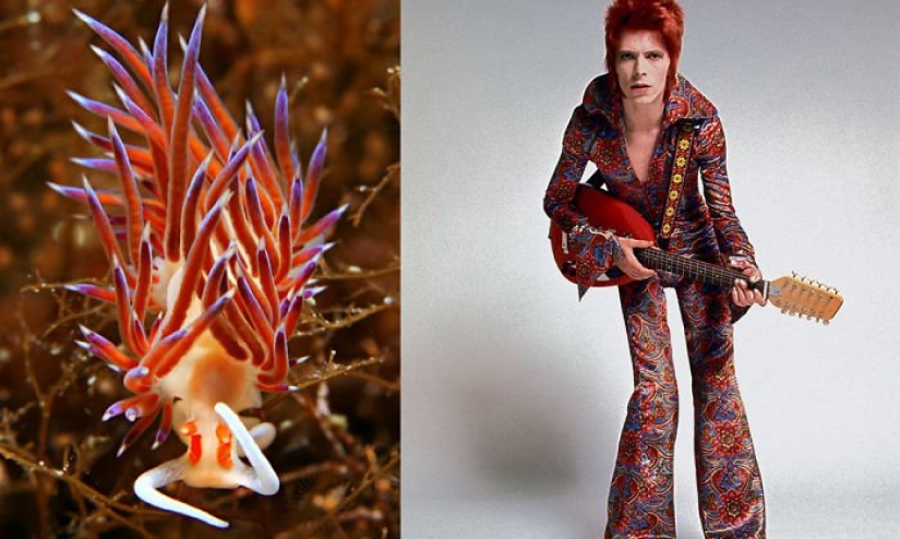 El gran David Bowie y sus homólogos, babosas de mar