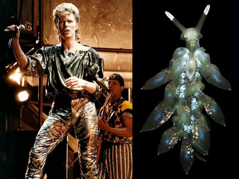 El gran David Bowie y sus homólogos, babosas de mar
