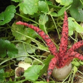 El más aterrador de las plantas en el mundo que crecen, pueden a su casa