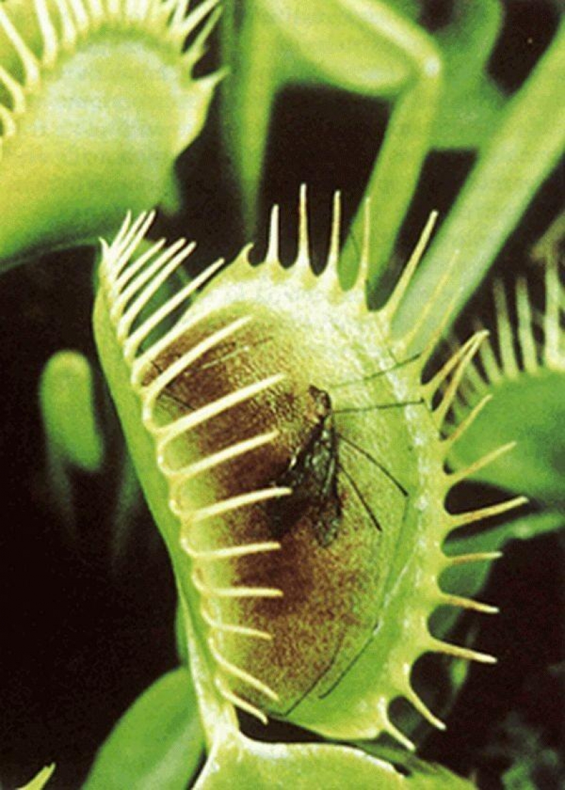 El más aterrador de las plantas en el mundo que crecen, pueden a su casa