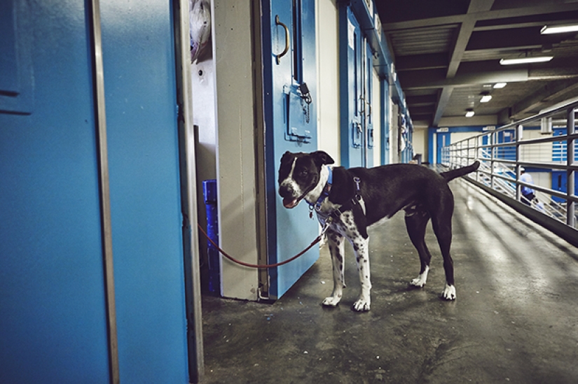 "El perro te ama, incluso en la cárcel": cómo ayudar a cada uno de los otros reclusos y de los perros sin hogar