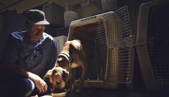 "El perro te ama, incluso en la cárcel": cómo ayudar a cada uno de los otros reclusos y de los perros sin hogar "El perro te ama, incluso en la cárcel": cómo ayudar a cada uno de los otros reclusos y de los perros sin hogar