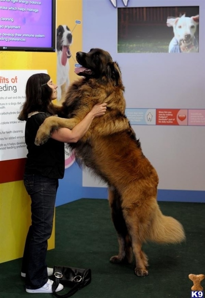 El tamaño importa: estos enormes perros están seguros de que son mano