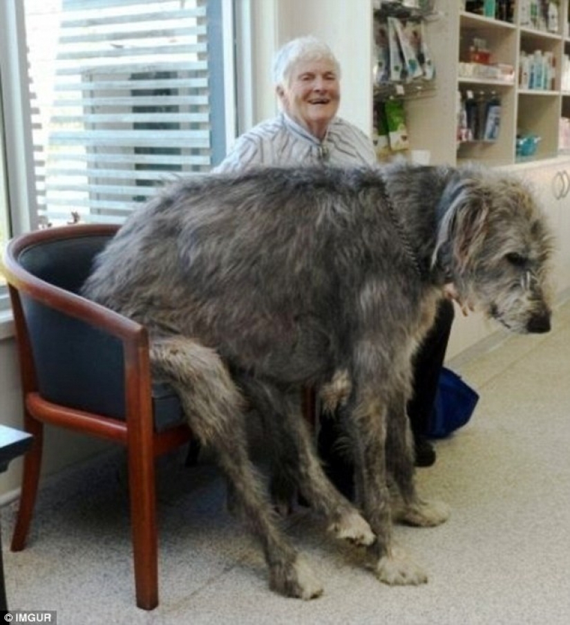El tamaño importa: estos enormes perros están seguros de que son mano