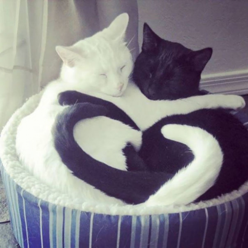 El Yin y el Yang: en blanco y negro de los gatos que se ven tan perfectos que parecen en una sola pieza