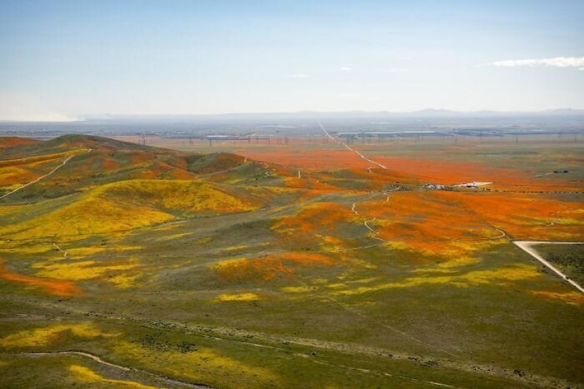 En California, después de una larga sequía de flores de amapolas y que puede ser visto incluso desde el espacio