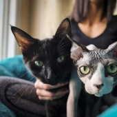 En Canadá ladrones afeitarse la costumbre de los gatitos y los venden por $ 700, posando para las esfinges