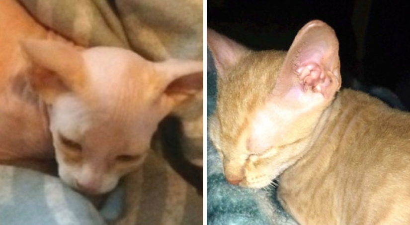 En Canadá ladrones afeitarse la costumbre de los gatitos y los venden por $ 700, posando para las esfinges