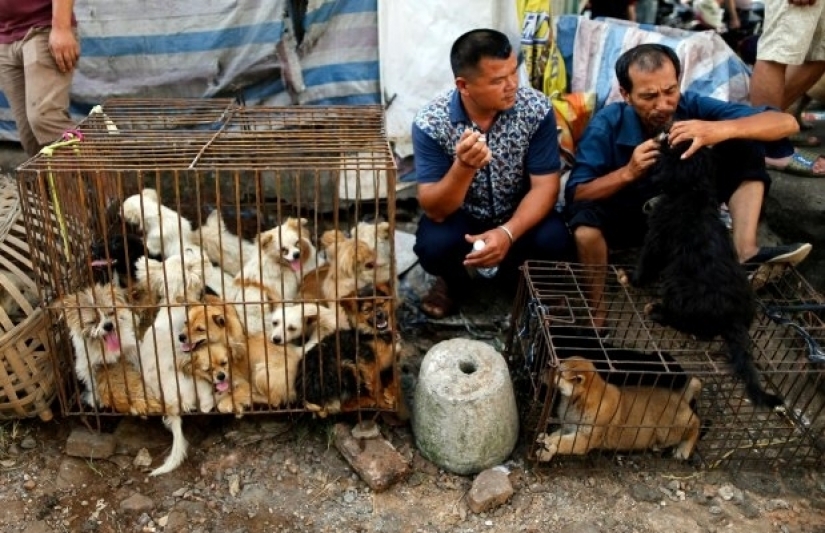 En China, la prohibición de comer a los perros y gatos. Parecería, y aquí está el coronavirus?