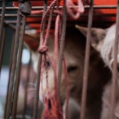 En China, la prohibición de comer a los perros y gatos. Parecería, y aquí está el coronavirus?