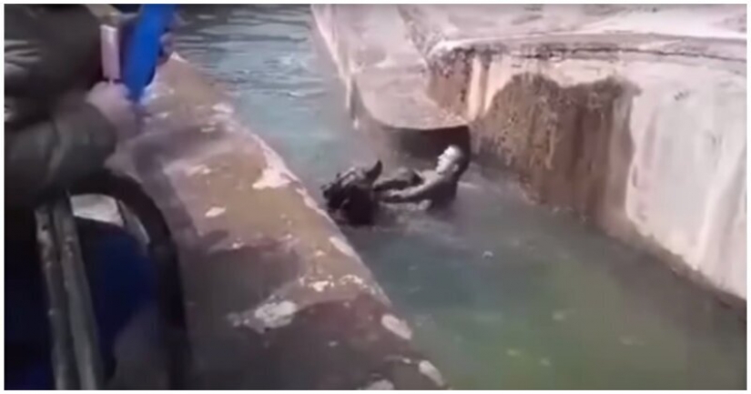 En el zoológico de Varsovia hombre borracho trató de ahogar el oso