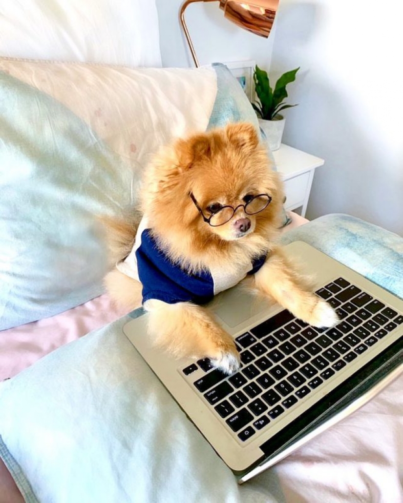 En Instagram apareció una divertida cuenta dedicada a los perros, trabajando en casa