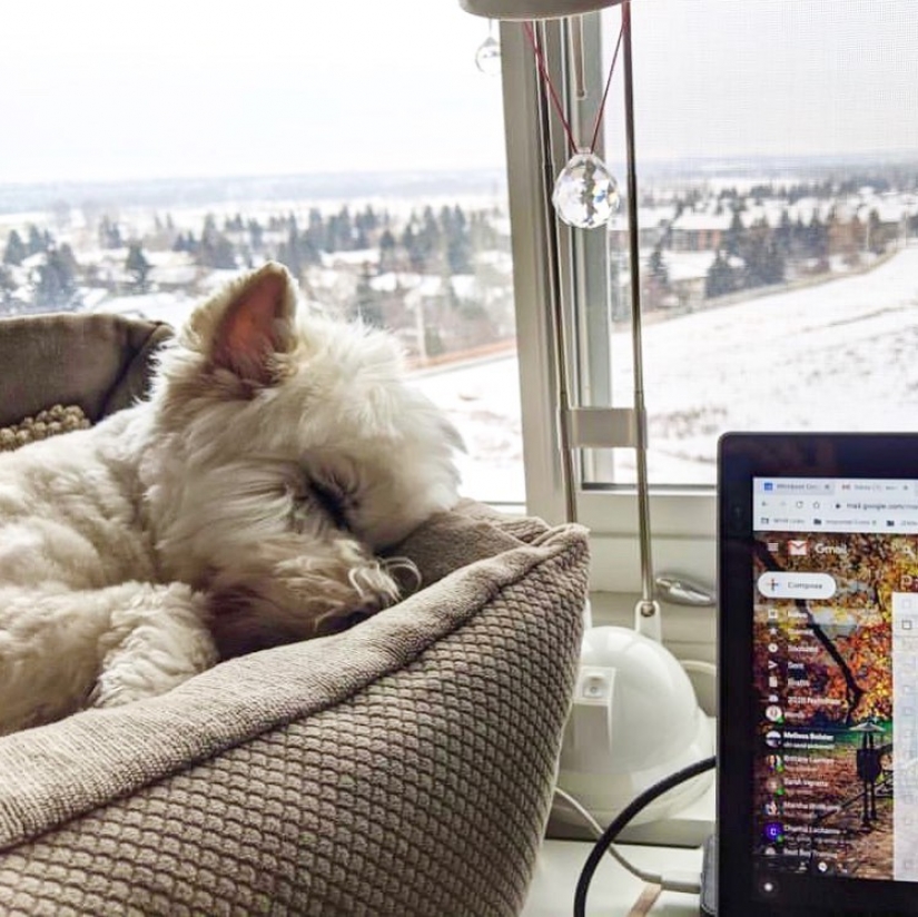 En Instagram apareció una divertida cuenta dedicada a los perros, trabajando en casa
