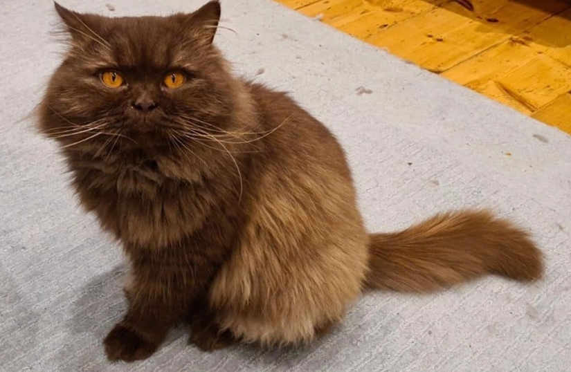 En la costa de gran Bretaña encontró que el gato de Rusia, que ha superado más de 3 000 km