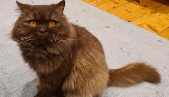 En la costa de gran Bretaña encontró que el gato de Rusia, que ha superado más de 3 000 km