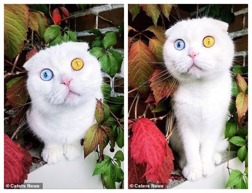 En San Petersburgo, un gato blanco con ojos de diferente color, finalmente, encontró el propietario