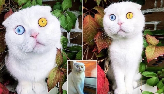 En San Petersburgo, un gato blanco con ojos de diferente color, finalmente, encontró el propietario
