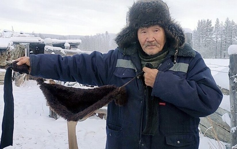 En Yakutia, debido a las heladas severas que coser la piel de los sujetadores para las vacas