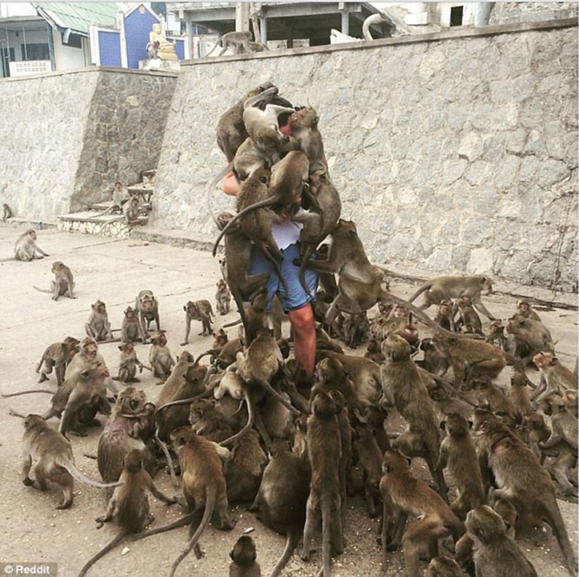 Error Fatal: el turista decidió alimentar a los monos y se convirtió en el héroe de los memes de Internet