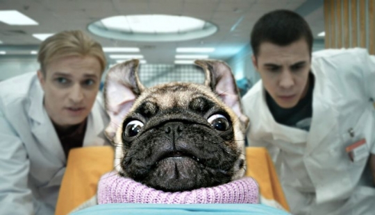 Es espeluznante y lindo al mismo tiempo: ¿cómo es la imagen de rayos x de un pug