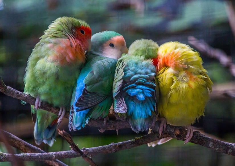 Estas aves saber cómo abrazar!