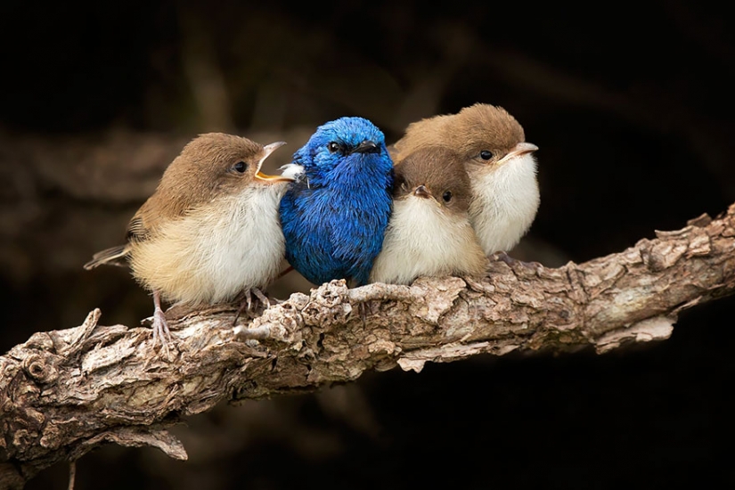 Estas aves saber cómo abrazar!