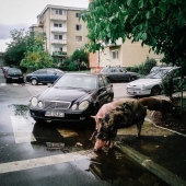 Estas fotografías muestran la belleza y el dolor de Rumania