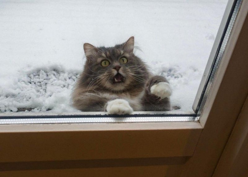 Esto es épico! Gato en la ventana se convirtió en un héroe de la batalla fotoshoperov