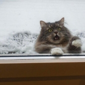 Esto es épico! Gato en la ventana se convirtió en un héroe de la batalla fotoshoperov