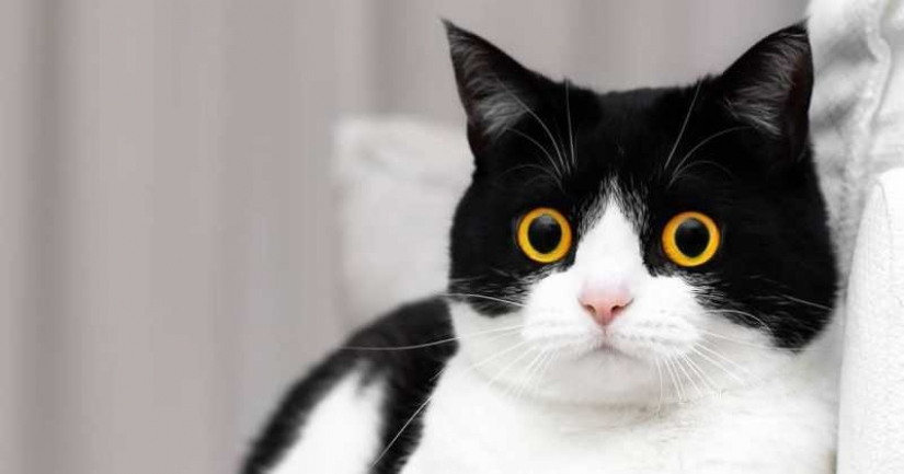 Estos ojos contrario: gato Izzy, desde el punto de vista que es imposible de romper