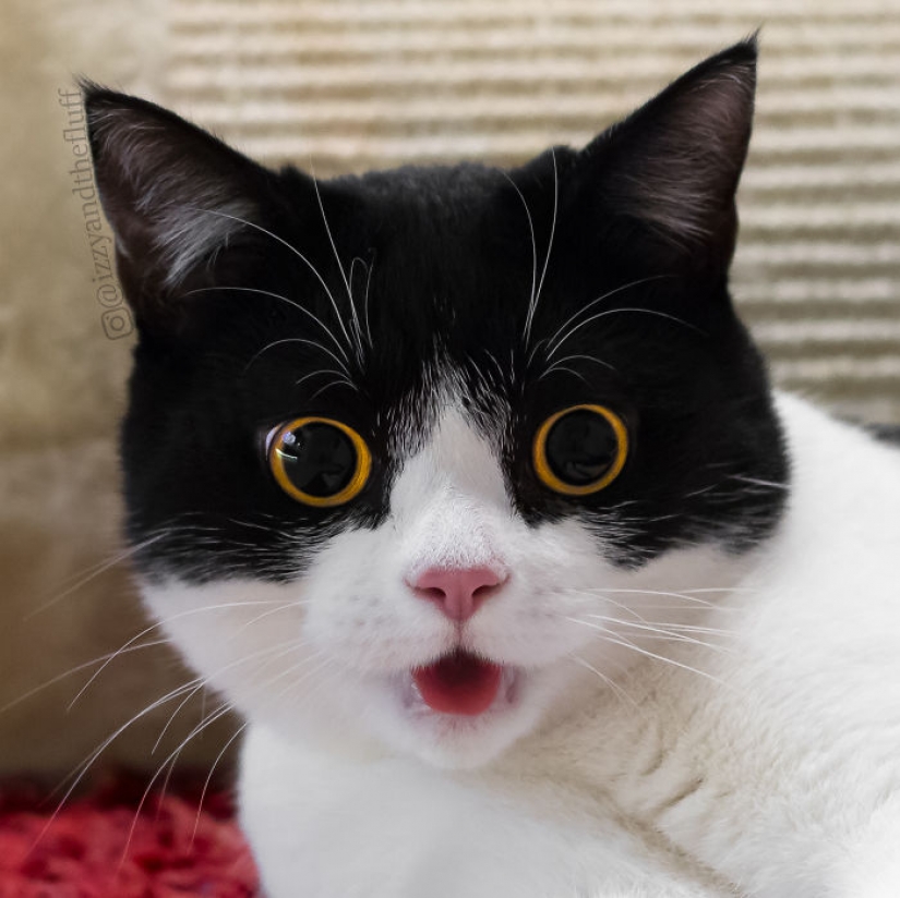 Estos ojos contrario: gato Izzy, desde el punto de vista que es imposible de romper