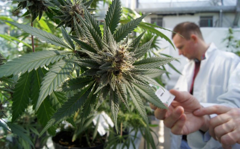 Experimentos divertidos: investigadores rusos buscando útil de la marihuana
