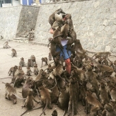 Fatal error: the tourist decided to feed the monkeys and became the hero of the Internet memes
