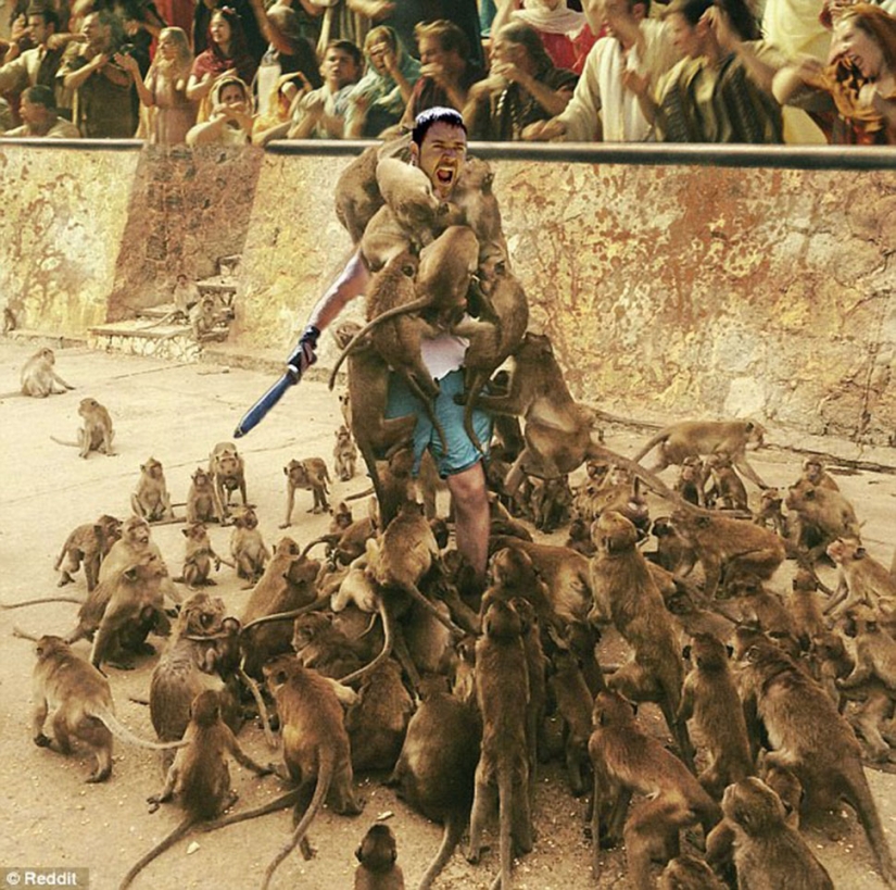 Fatal error: the tourist decided to feed the monkeys and became the hero of the Internet memes