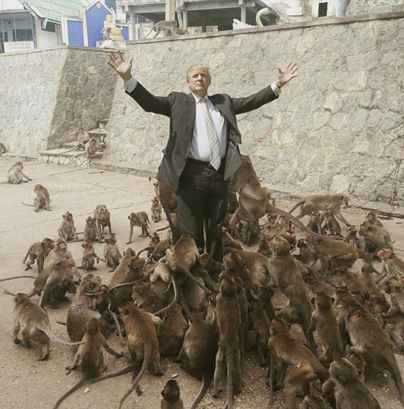 Fatal error: the tourist decided to feed the monkeys and became the hero of the Internet memes