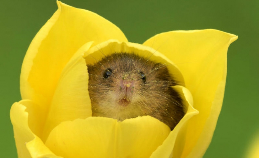 Fotógrafo disparó como ratón bebé escondido en los tulipanes, y no podemos dejar de mirarlo
