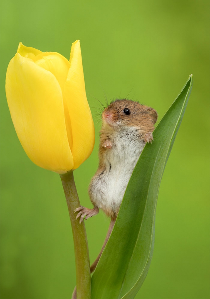 Fotógrafo disparó como ratón bebé escondido en los tulipanes, y no podemos dejar de mirarlo