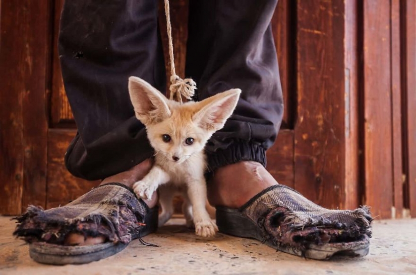 Fotógrafos en contra de los cazadores furtivos: desgarradoras imágenes de delitos contra la vida silvestre