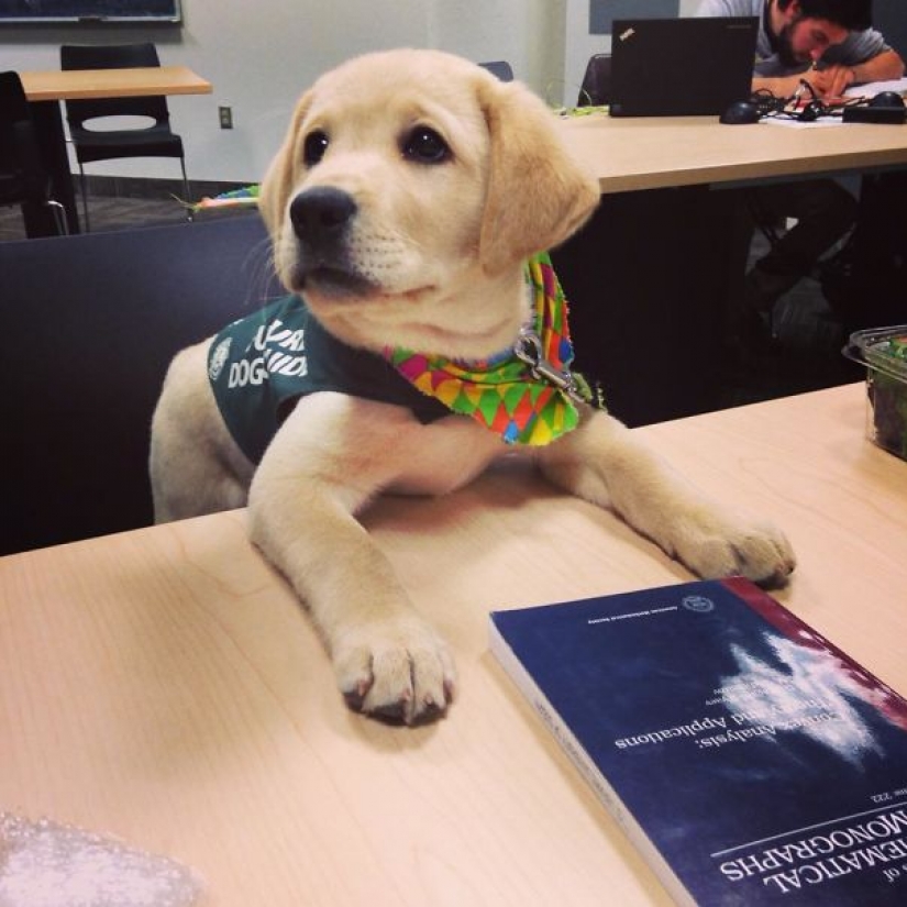 Fotos de los cachorros en su primer día en el trabajo