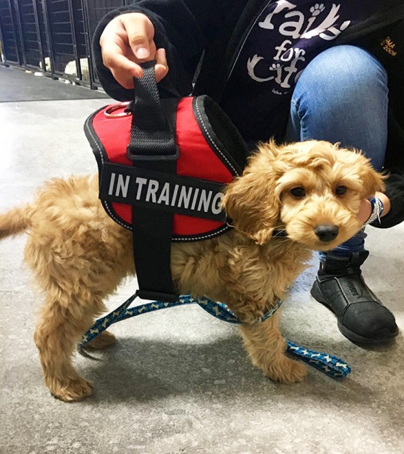 Fotos de los cachorros en su primer día en el trabajo