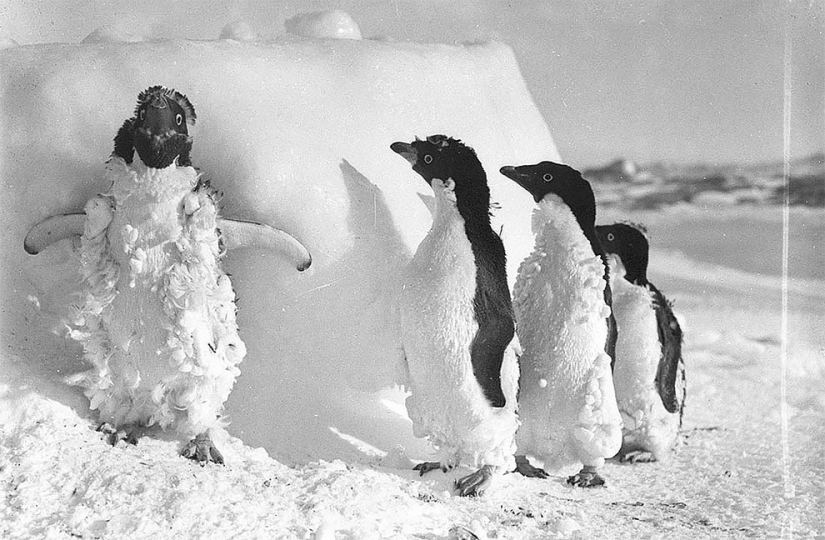 Fotos únicas de la primera expedición Antártica Australiana años 1911-1914