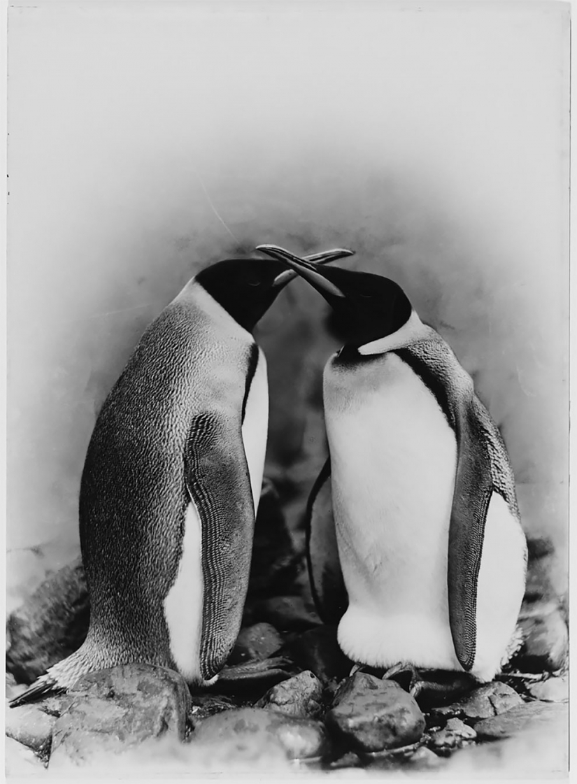 Fotos únicas de la primera expedición Antártica Australiana años 1911-1914