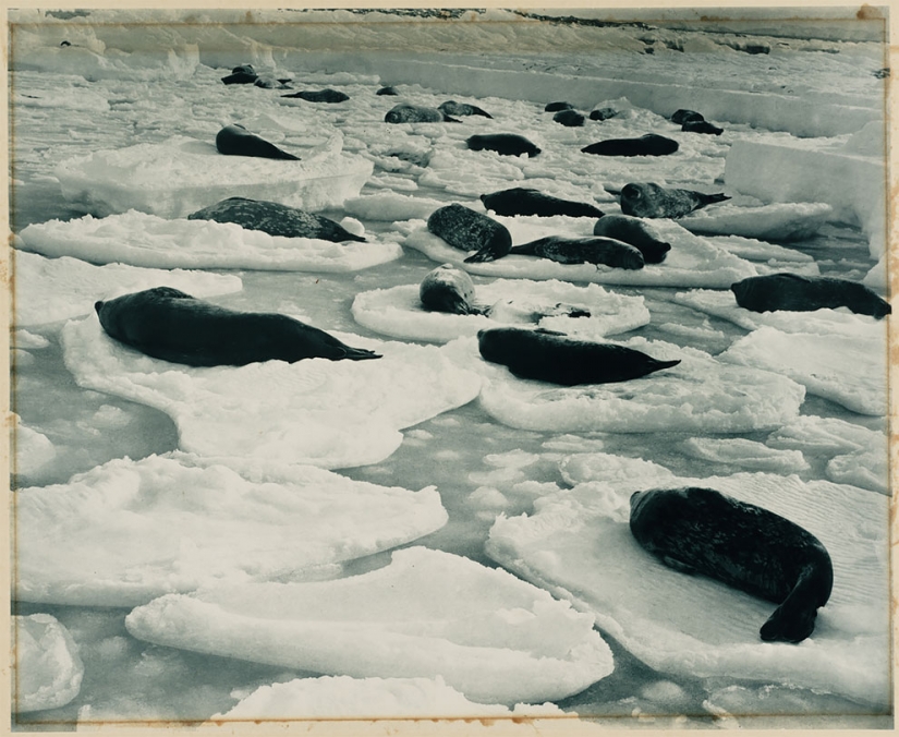 Fotos únicas de la primera expedición Antártica Australiana años 1911-1914