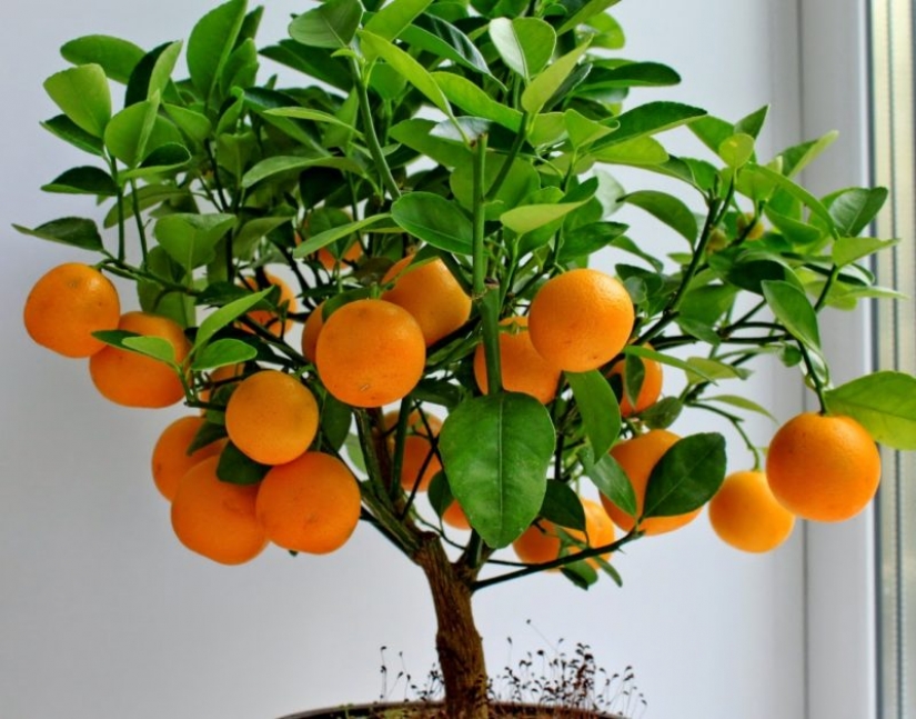 Fruta de la pasión, limones, higos y otras frutas que se puede cultivar en su apartamento o en el trabajo